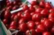 Pakistani newspaper blames anti-India hysteria for sky-high tomato prices